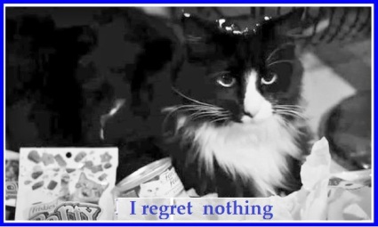 Henri le chat noir - regret nothing